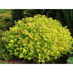 Spiraea japonica 'Sundrop'