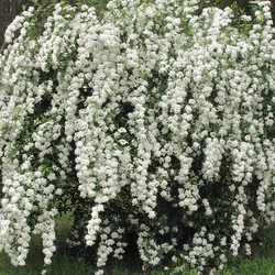 Spiraea vanhouttei
