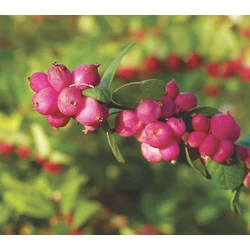 Symphoricarpos doorenbosii 'Magic Berry'