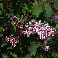 Syringa josikaea