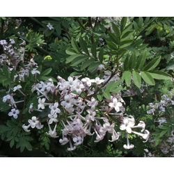 Syringa pinnatifolia