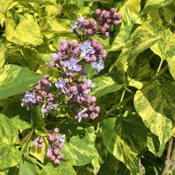 Syringa vulgaris 'Aucubaefolia'