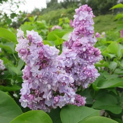 Syringa vulgaris 'Michel Buchner'