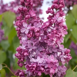 Syringa vulgaris 'Prince Wolkonsky'