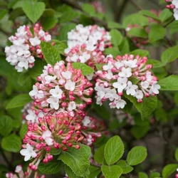 Viburnum carlesii 'Diana'
