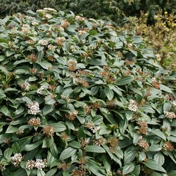 Viburnum davidii