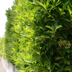 Viburnum odoratissimum