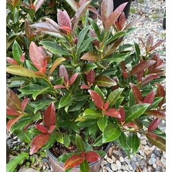 Viburnum odoratissimum 'Coppertop'
