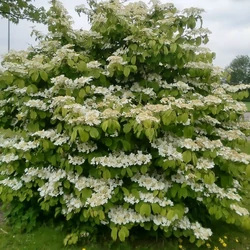 Viburnum plicatum 'Mariesii'