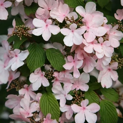 Viburnum plicatum 'Pink Beauty'