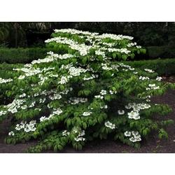 Viburnum plicatum 'Saint Keverne'