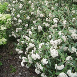 Viburnum 'Pragense'