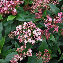 Viburnum tinus 'Eve Price'