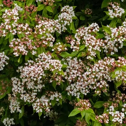 Viburnum tinus 'Gwenlian'