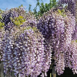 Wisteria sinensis 'Prolific'