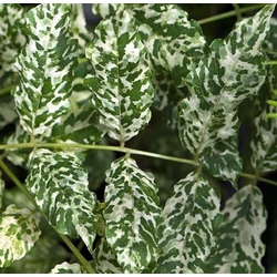 Wisteria 'Variegata'