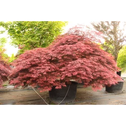 Acer palmatum 'Inaba Shidare'