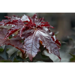 Acer platanoides 'Royal Red'