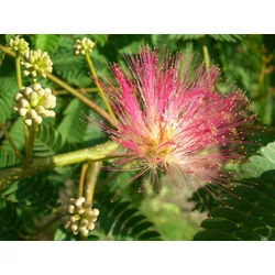 Albizia julibrissin