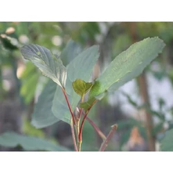 Alnus glutinosa 'Rubrinervia'
