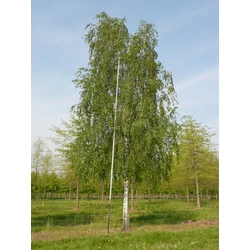 Betula pendula