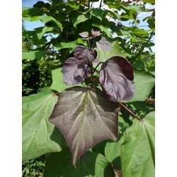 Catalpa erubescens 'Purpurea'