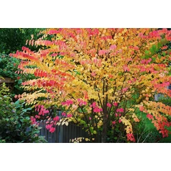 Cercidiphyllum japonicum