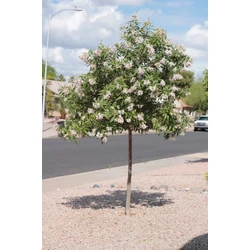 Chitalpa tashkentensis