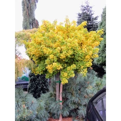 Ginkgo biloba 'Mariken'