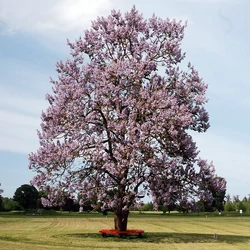 Paulownia tomentosa