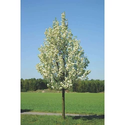 Pyrus calleryana 'Chanticleer'
