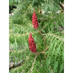 Rhus glabra 'Laciniata'