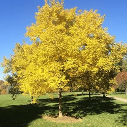 Sophora japonica 'Regent'