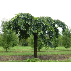 Ulmus glabra 'Camperdownii'