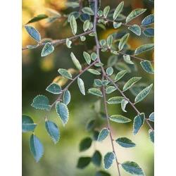 Ulmus parvifolia 'Geisha'