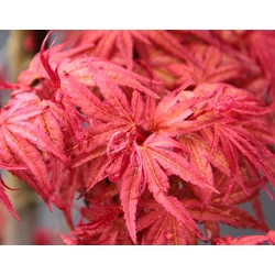 Acer palmatum 'Phoenix'