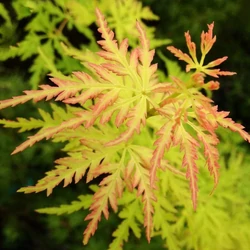 Acer palmatum 'Seiryu'