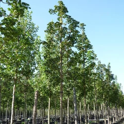 Acer platanoides 'Columnare'