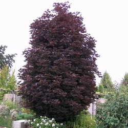 Acer platanoides 'Crimson Sentry'