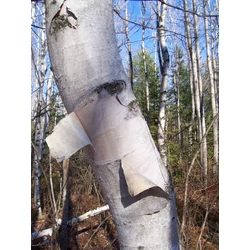 Betula papyrifera