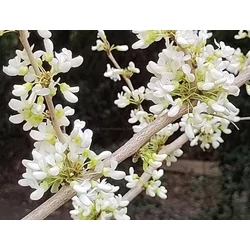 Cercis chinensis 'Shirobana'