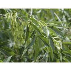 Fraxinus pennsylvanica