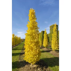 Ginkgo biloba 'Fastigiata'