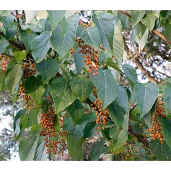 Idesia polycarpa