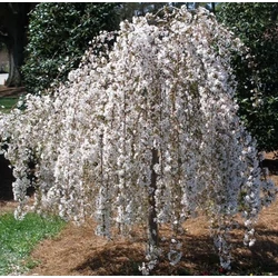 Díszalma csüngő - Malus 'Fontana' 125/150cm T120cm K7,5l