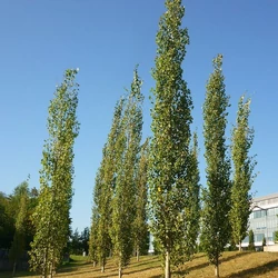 Populus tremula 'Erecta'