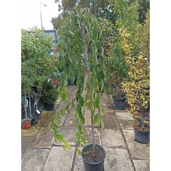 Prunus yedoensis 'Moerheimii'