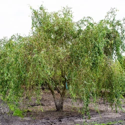 Salix erythroflexuosa