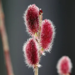 Salix 'Mount Aso'