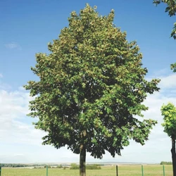 Tilia americana 'Nova'